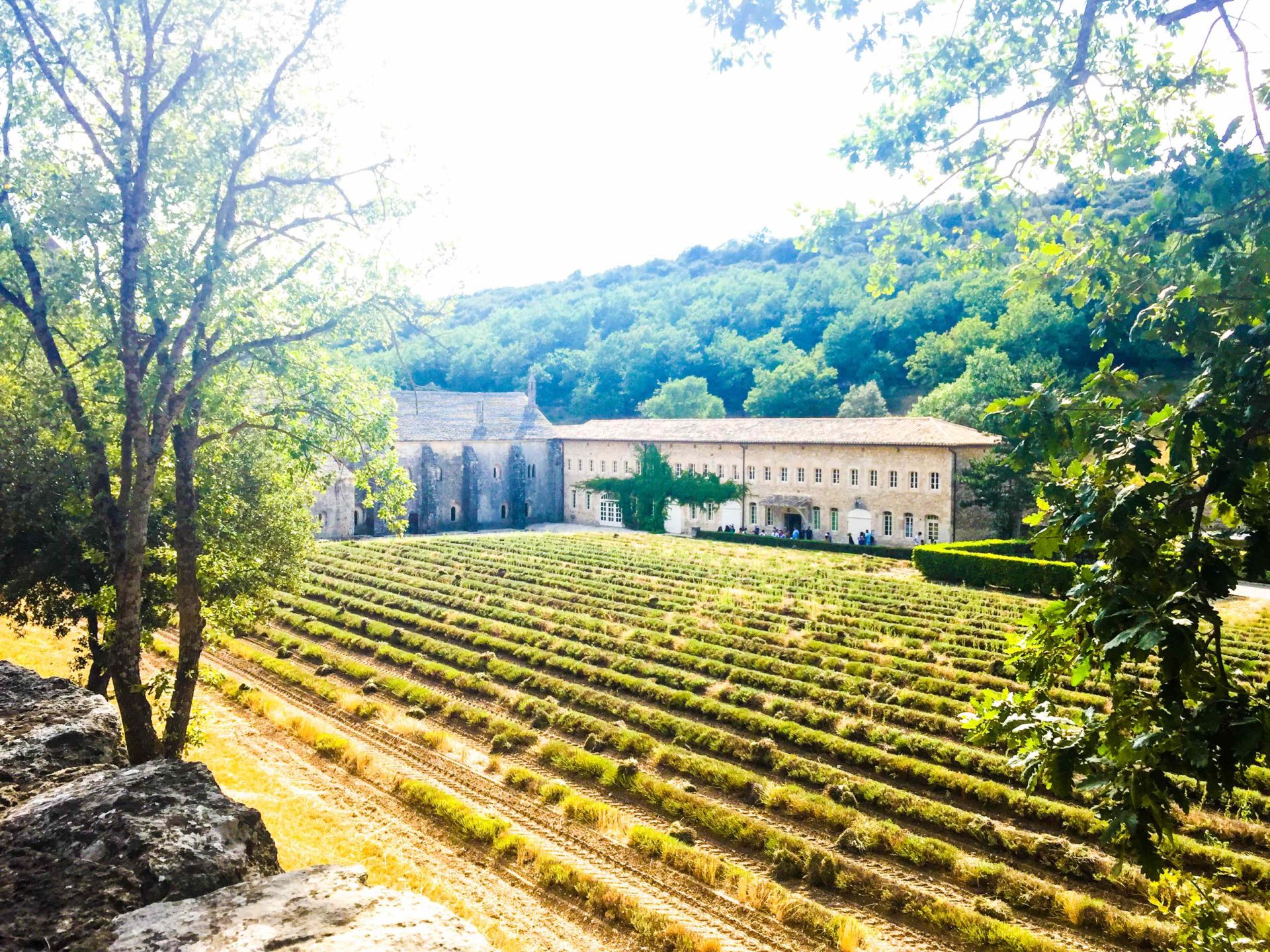 Senanque Abbey Provence Guide
